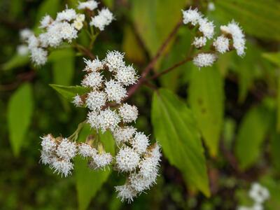 ageratina riparia detail