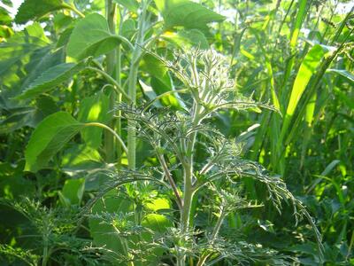 ambrosia artemisiifolia