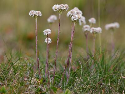 antennaria alpina