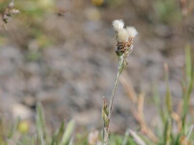 antennaria carpatica