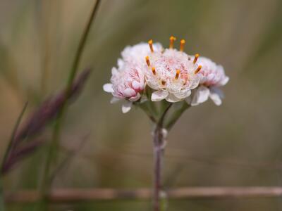 antennaria dioica mann