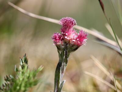 antennaria dioica weib