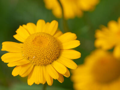 anthemis tinctoria