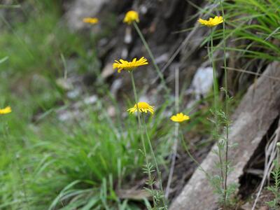 anthemis tinctoria habitus