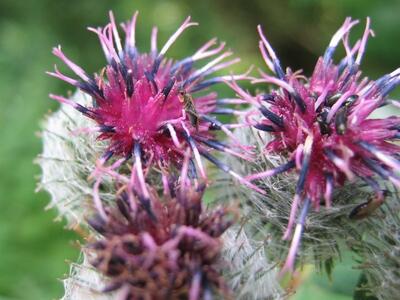 arctium lappa