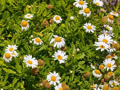 argyranthemum pinnatifidum ssp succulentum