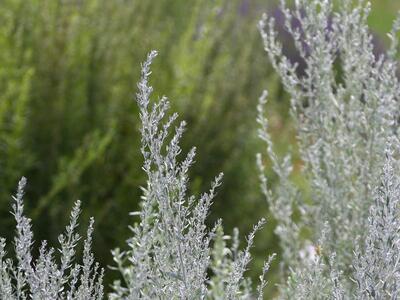 artemisia absinthium