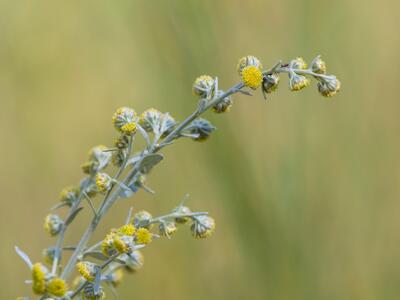 artemisia absinthium detail