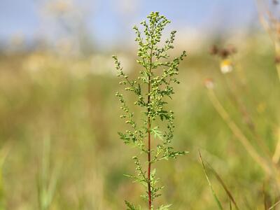 artemisia annua