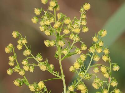 artemisia annua detail