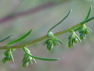 artemisia campestris