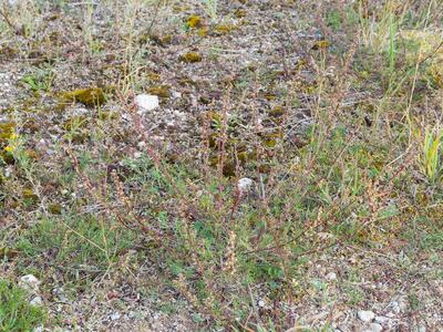 artemisia campestris habitus