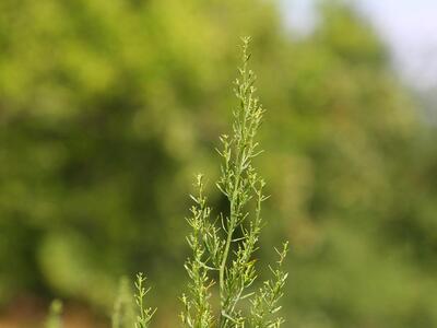 artemisia dracunculus