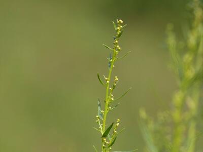 artemisia dracunculus detail