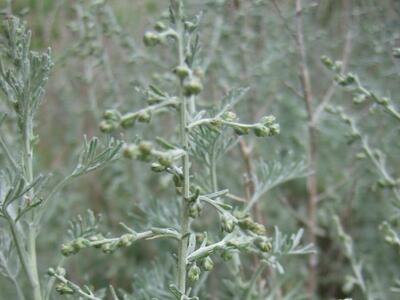 artemisia maritima