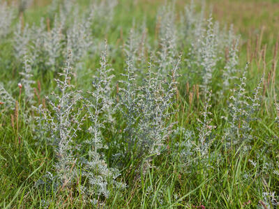 artemisia maritima ssp humifusa