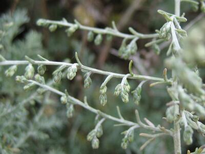 artemisia maritima ssp maritima detail