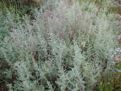 artemisia maritima ssp maritima habitus