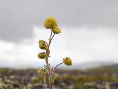 artemisia norvegica