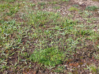 artemisia oelandica