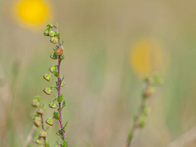 artemisia oelandica detail