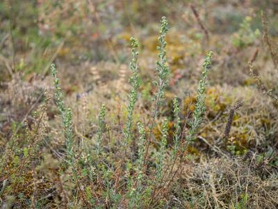 artemisia rupestris