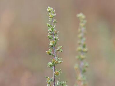 artemisia rupestris detail