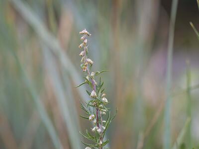 artemisia verlotiorum