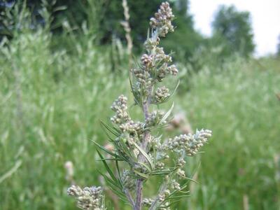 artemisia vulgaris