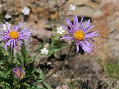 aster alpinus