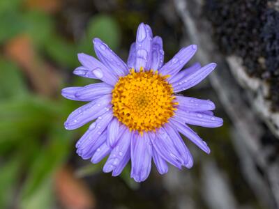 aster alpinus detail