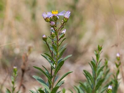 aster amellus