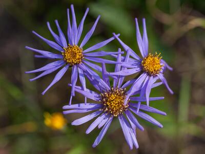 aster amellus detail