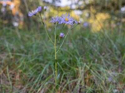 aster amellus habitus
