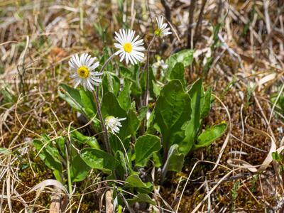 aster bellidiastrum