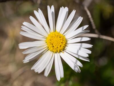 aster bellidiastrum detail