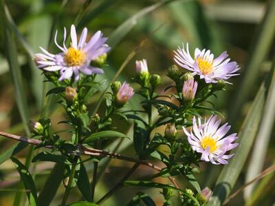 aster lanceolatus