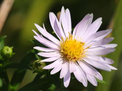 aster lanceolatus bluete