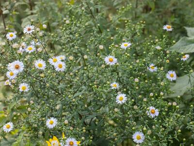 aster novi-belgii