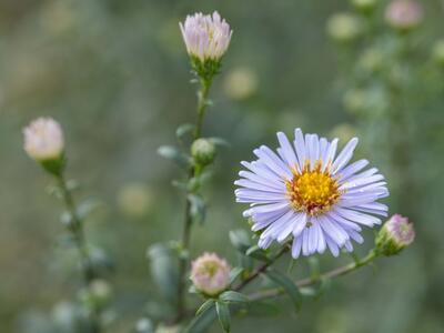 aster novi-belgii detail