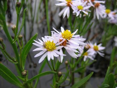 aster tripolium