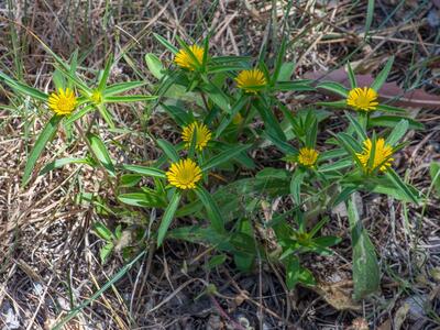 asteriscus spinosus