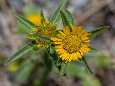 asteriscus spinosus detail