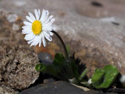 bellis perennis