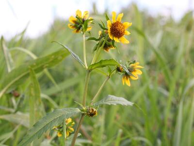 bidens cernua