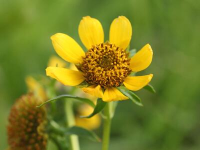 bidens cernua detail