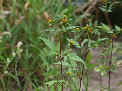 bidens frondosa