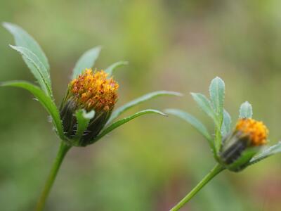 bidens frondosa detail