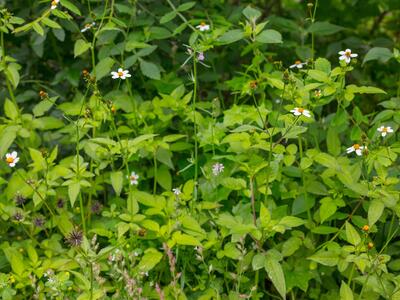 bidens pilosa