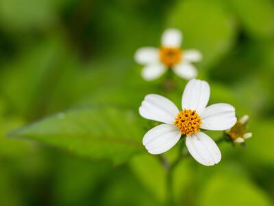 bidens pilosa detail